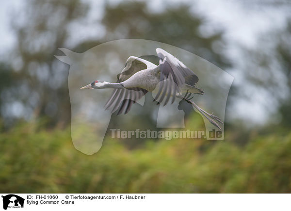 fliegender Grauer Kranich / flying Common Crane / FH-01060