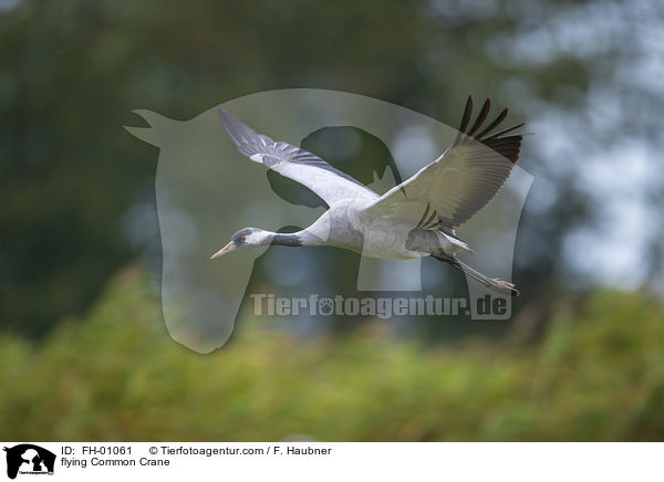 fliegender Grauer Kranich / flying Common Crane / FH-01061