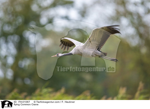 fliegender Grauer Kranich / flying Common Crane / FH-01067