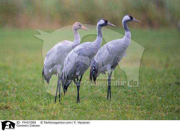 Common Cranes / FH-01069