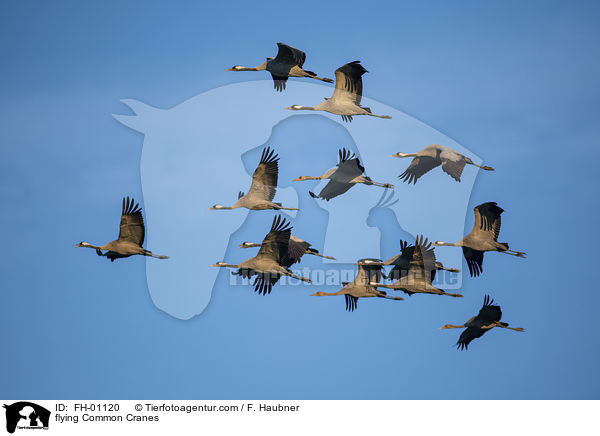 flying Common Cranes / FH-01120