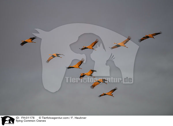 flying Common Cranes / FH-01178
