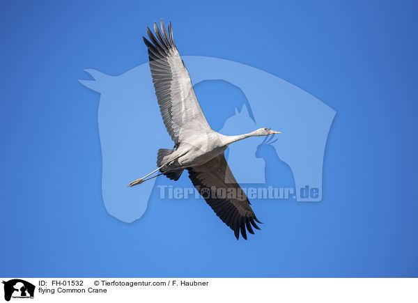 flying Common Crane / FH-01532