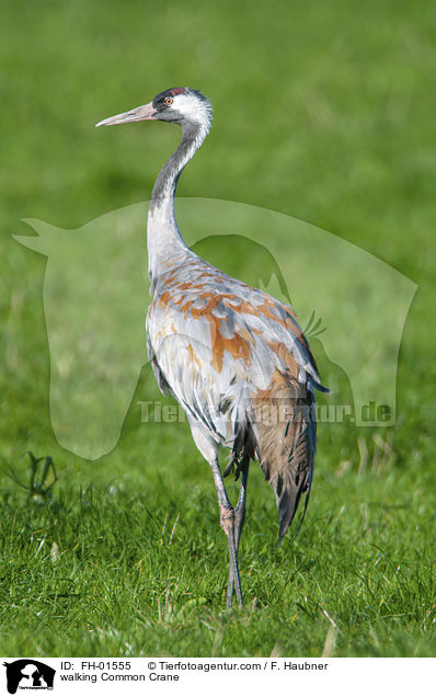 laufender Grauer Kranich / walking Common Crane / FH-01555