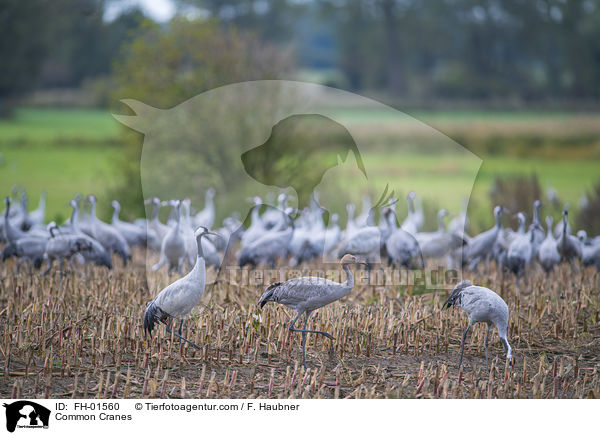 Graue Kraniche / Common Cranes / FH-01560