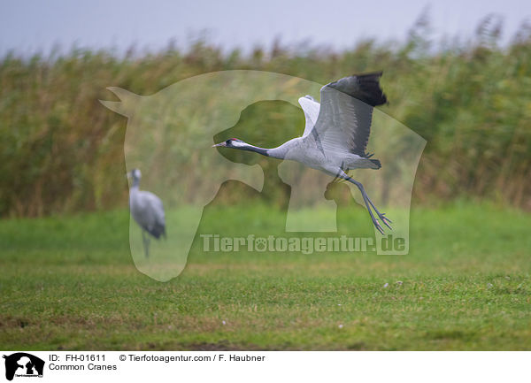 Common Cranes / FH-01611