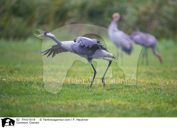 Common Cranes / FH-01618