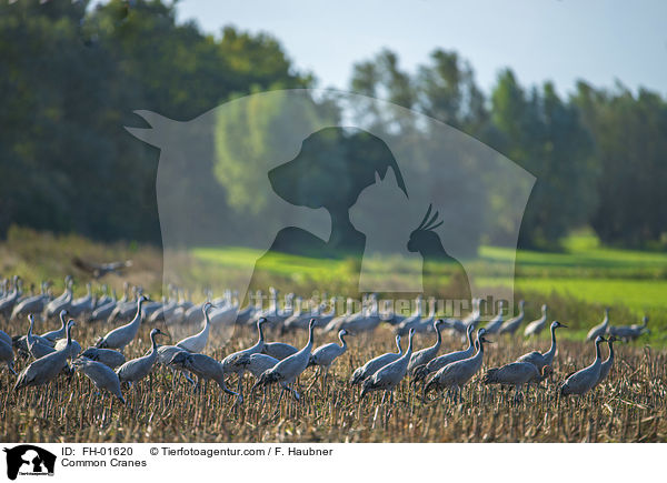 Graue Kraniche / Common Cranes / FH-01620