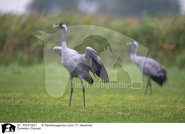 Graue Kraniche / Common Cranes / FH-01621