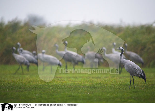 Common Cranes / FH-01626