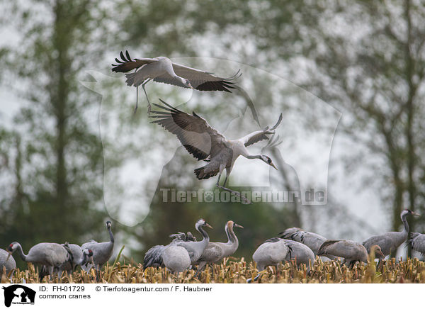 common cranes / FH-01729