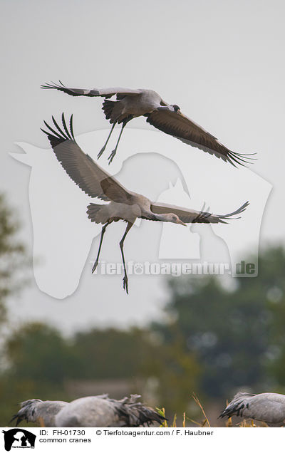 Graue Kraniche / common cranes / FH-01730