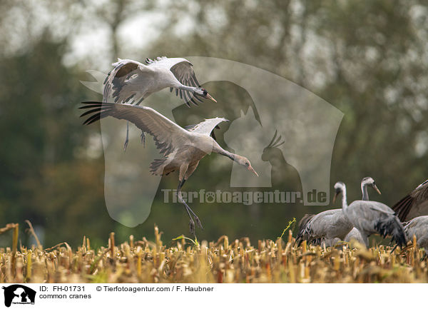 Graue Kraniche / common cranes / FH-01731