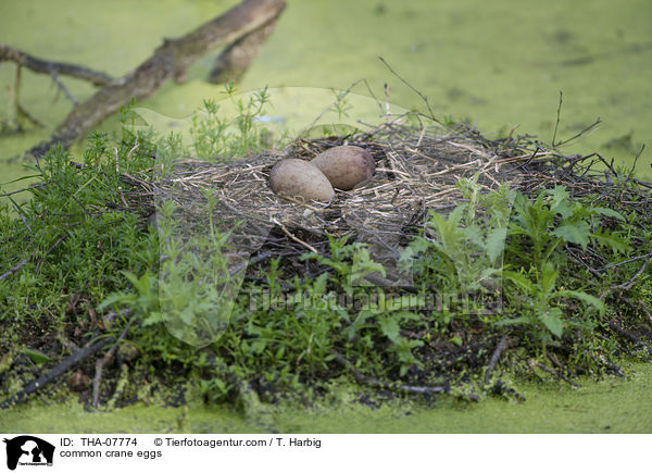 Grauer Kranich Gelege / common crane eggs / THA-07774