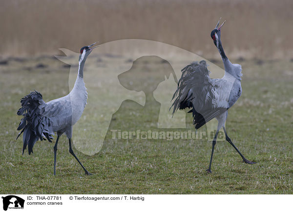 Graue Kraniche / common cranes / THA-07781