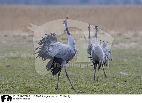 common cranes / THA-07782