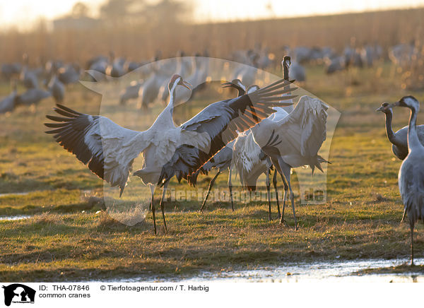 common cranes / THA-07846