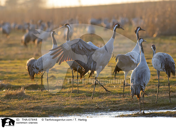 Graue Kraniche / common cranes / THA-07848