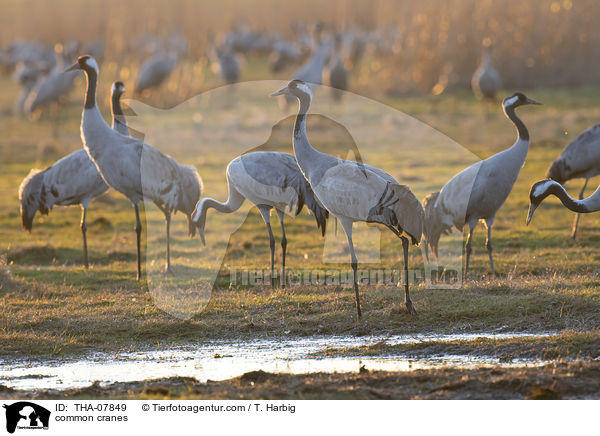 Graue Kraniche / common cranes / THA-07849