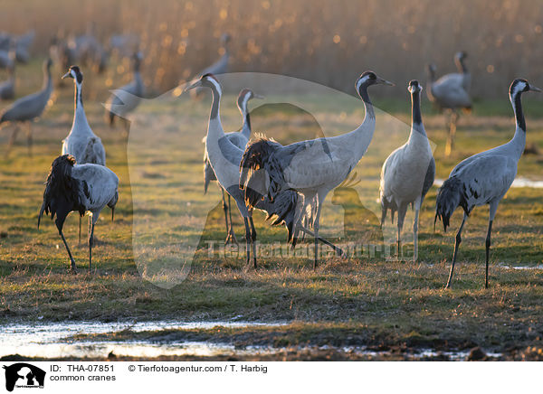 Graue Kraniche / common cranes / THA-07851