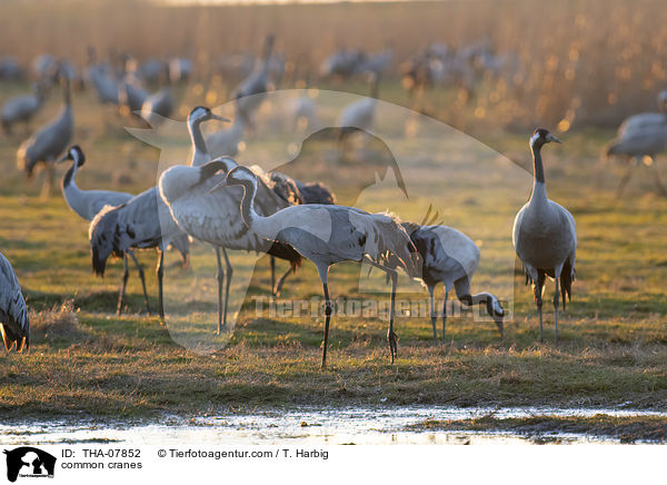common cranes / THA-07852