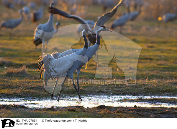 common cranes / THA-07854