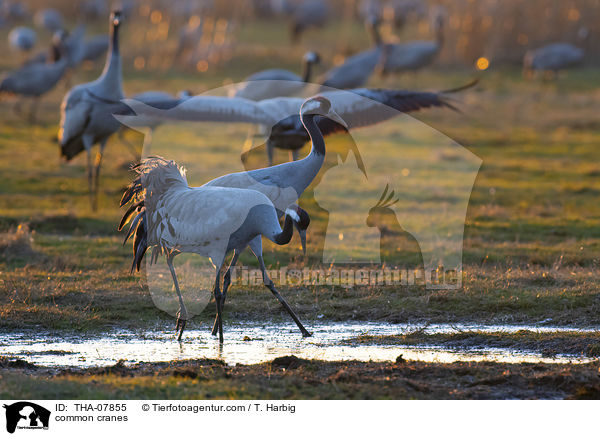 common cranes / THA-07855