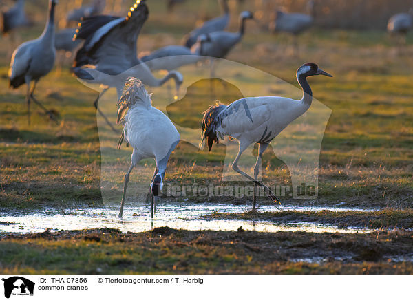common cranes / THA-07856