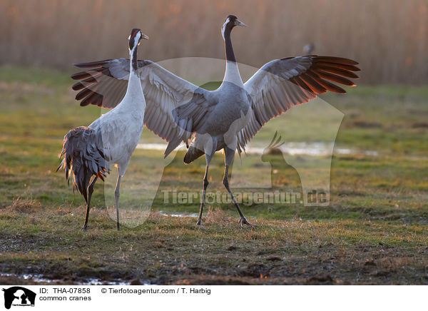 common cranes / THA-07858