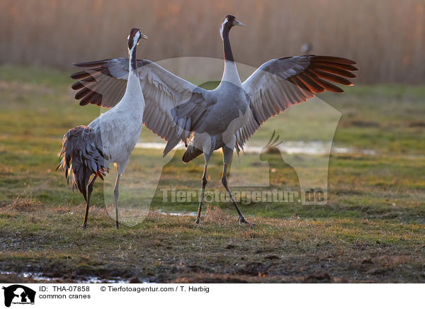 Graue Kraniche / common cranes / THA-07858