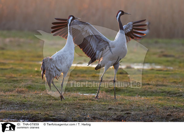 common cranes / THA-07859