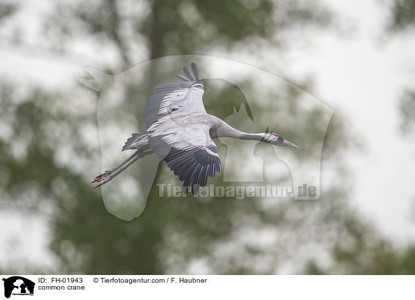 Grauer Kranich / common crane / FH-01943