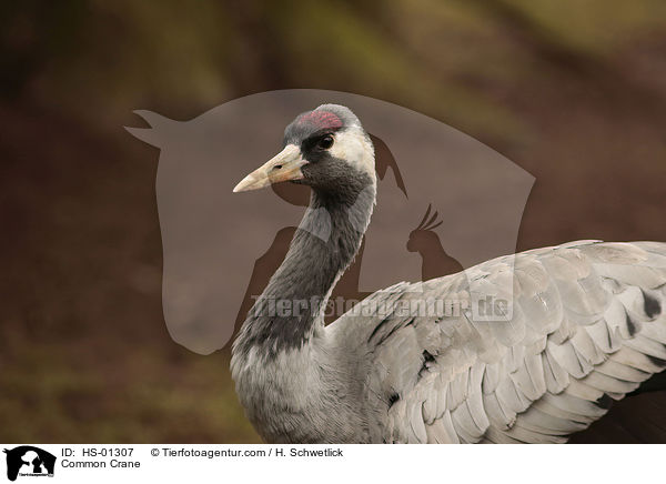 Grauer Kranich / Common Crane / HS-01307