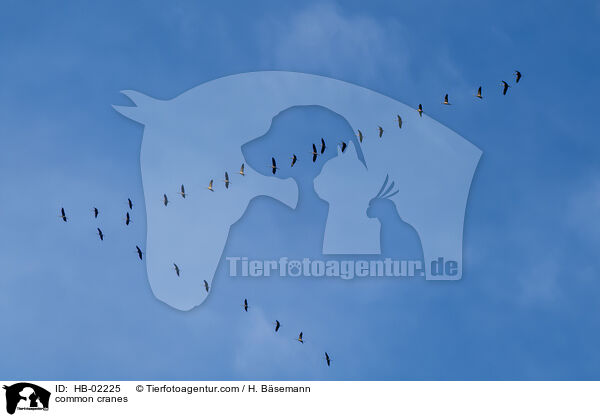 common cranes / HB-02225