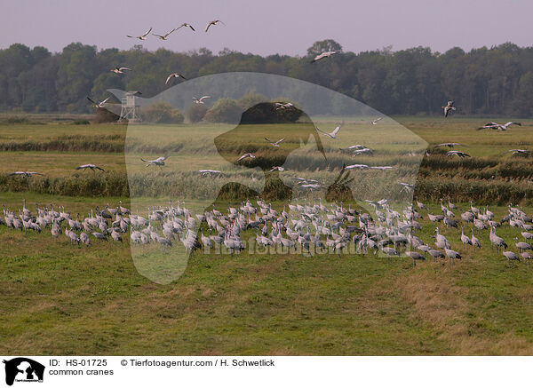 Graue Kraniche / common cranes / HS-01725
