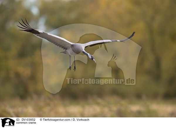 Grauer Kranich / common crane / DV-03852