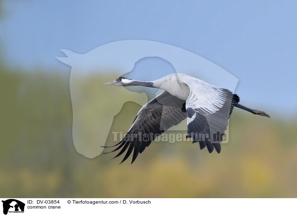 Grauer Kranich / common crane / DV-03854