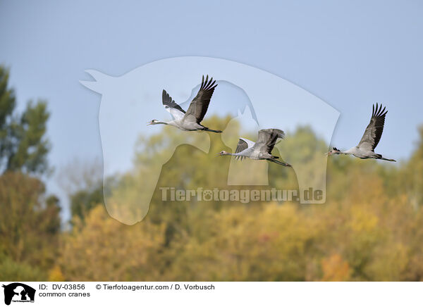 common cranes / DV-03856