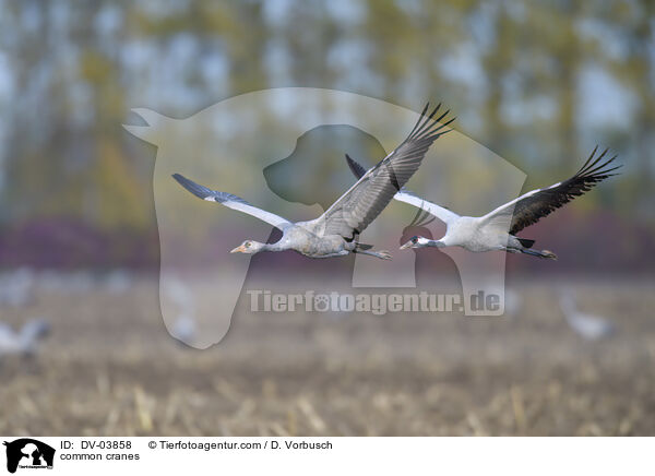 common cranes / DV-03858