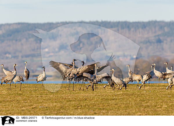 common cranes / MBS-26571