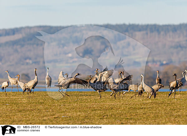 Graue Kraniche / common cranes / MBS-26572