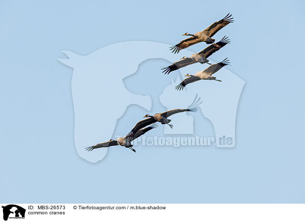 Graue Kraniche / common cranes / MBS-26573