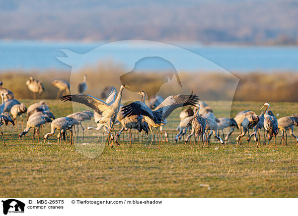 Graue Kraniche / common cranes / MBS-26575
