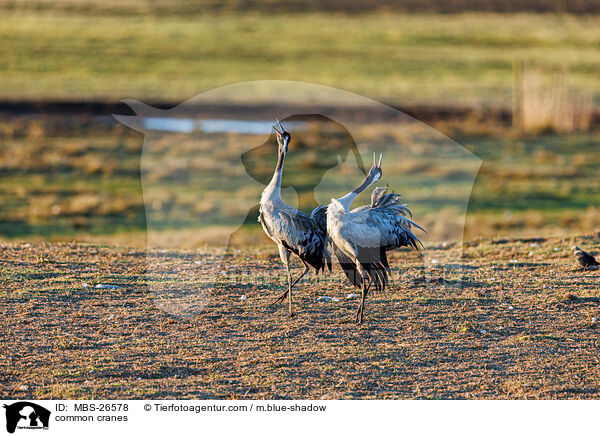 Graue Kraniche / common cranes / MBS-26578