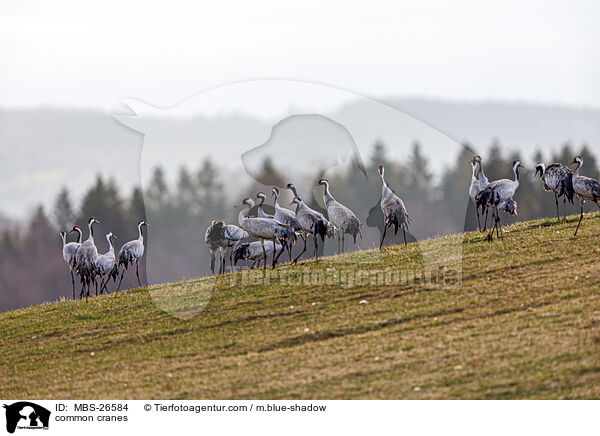 Graue Kraniche / common cranes / MBS-26584
