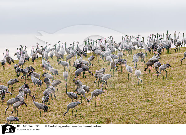Graue Kraniche / common cranes / MBS-26591