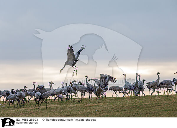 Graue Kraniche / common cranes / MBS-26593