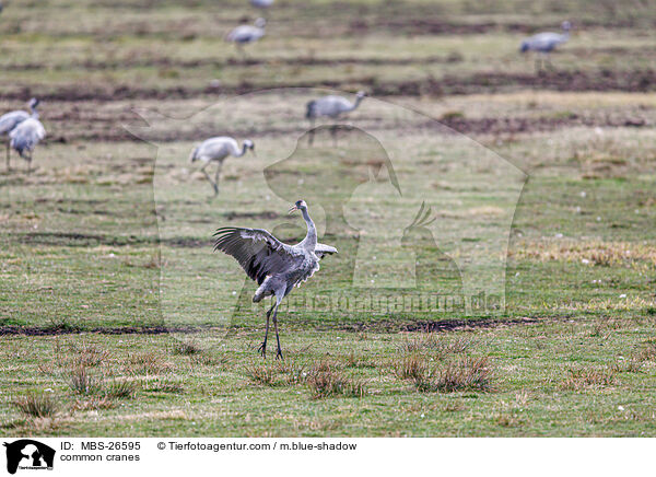 Graue Kraniche / common cranes / MBS-26595
