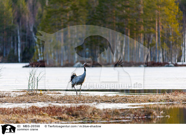 Grauer Kranich / common crane / MBS-26598