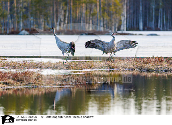 Graue Kraniche / common cranes / MBS-26605